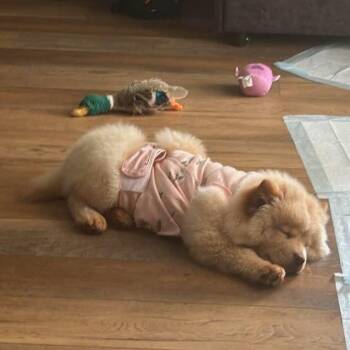 Eleanor -  Chow Chow Dog for Adoption in Tampa, Florida - Eleanor | PetCurious