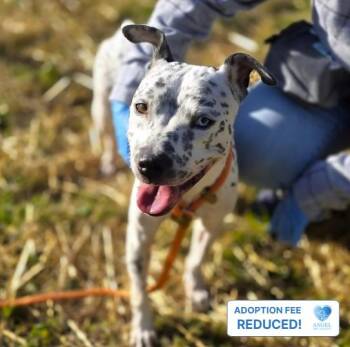 Melissa -  Australian Cattle Dog Blue Heeler Dog for Adoption in Naperville, Illinois - Melissa | PetCurious
