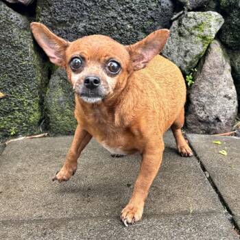 Penny Lane -  Chihuahua Dog for Adoption in Keaau, Hawaii - Penny Lane | PetCurious