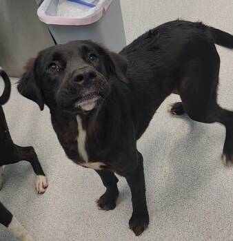 Buddy -  Mixed Breed Dog for Adoption in Frankfort, Kentucky - Buddy | PetCurious