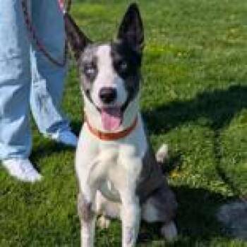 Mixed Breed Dogs Available for Adoption - Tommy | PetCurious