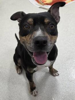 Mavericks -  Mixed Breed Dog for Adoption in Honolulu, Hawaii - Mavericks | PetCurious