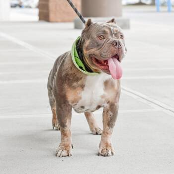 Bubba -  English Bulldog and Mixed Breed Dog for Adoption in Helena, Alabama - Bubba | PetCurious