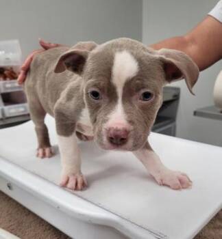 Teacups -  Pit Bull Terrier and Mixed Breed Dog for Adoption in Westland, Michigan - Teacups | PetCurious