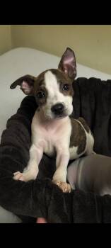 Winnie -  American Staffordshire Terrier Dog for Adoption in Metairie, Louisiana - Winnie | PetCurious