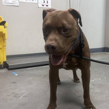 Oxford -  Pit Bull Terrier Dog Available for Adoption in Yuma, Arizona - Oxford | PetCurious