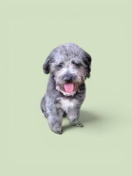 Scooter -  Schnauzer and Poodle Dog for Adoption in Brownstown, Indiana - Scooter | PetCurious
