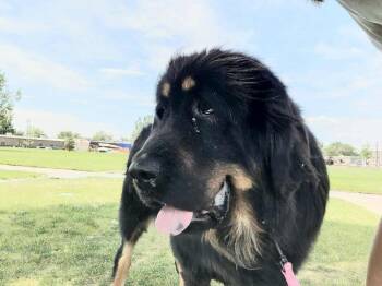 Valeria -  Tibetan Mastiff Dog for Adoption in Severance, Colorado - Valeria | PetCurious