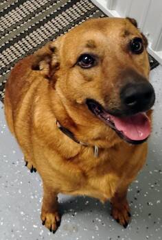 Rescue Mixed Breed Dogs for Adoption in Davenport, Iowa - Zen | PetCurious