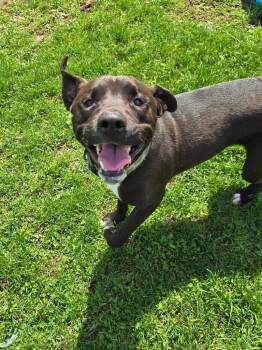 Labrador Retriever Dogs Available for Adoption in Angola, Indiana - Leo | PetCurious