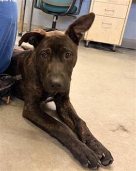 German Shepherd Dog and Pit Bull Terrier Dogs Available for Adoption - A877851 | PetCurious
