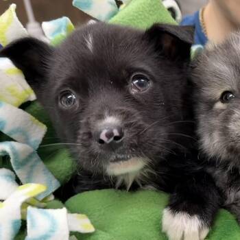 Siberian Husky and Mixed Breed Dogs Available for Adoption in Detroit Lakes, Minnesota - Zoloft | PetCurious