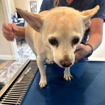 Scout -  Chihuahua Dog for Adoption in Benton City, Washington - Scout | PetCurious
