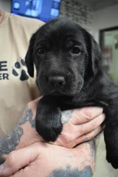 Rescue Poodle and Pit Bull Terrier Dogs for Adoption in Pahrump, Nevada - Faith P4 | PetCurious