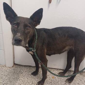 Anabelle -  German Shepherd Dog and Mixed Breed Dog for Adoption in Hattiesburg, Mississippi - Anabelle | PetCurious