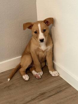 Labrador Retriever Dogs Available for Adoption in The Woodlands, Texas - Emma | PetCurious