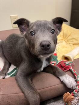 Rescue Australian Cattle Dog Blue Heeler and Mixed Breed Dogs for Adoption in Neosho, Missouri - Ember | PetCurious