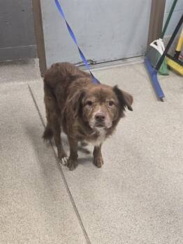 MARLEY JANE -  Siberian Husky and Labrador Retriever Dog for Adoption in Tallahassee, Florida - MARLEY JANE | PetCurious