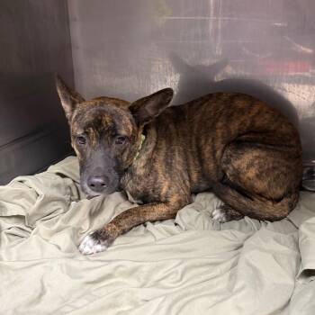 German Shepherd Dog Dogs Available for Adoption - Zennia | PetCurious