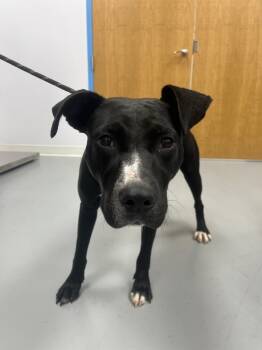 Rescue Terrier and Labrador Retriever Dogs for Adoption in Hartsville, South Carolina - Lori | PetCurious