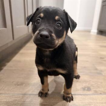 TYLER -  Labrador Retriever Dog for Adoption in San Antonio, Texas - TYLER | PetCurious