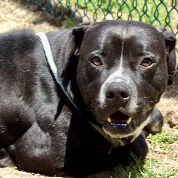 Oreo -  Pit Bull Terrier Dog for Adoption in Newark, New Jersey - Oreo | PetCurious