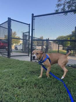 ROKO -  Pit Bull Terrier Dog for Adoption in Boston, Massachusetts - ROKO | PetCurious