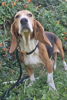 Rescue Basset Hound Dogs for Adoption in Hamilton, New Jersey - ATHENA | PetCurious
