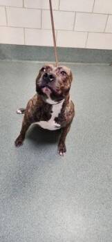 Marcy -  Mixed Breed Dog for Adoption in Fairfax, Virginia - Marcy | PetCurious