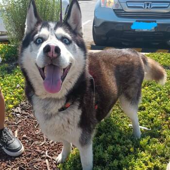 Johnny -  Husky Dog for Adoption in Santa Ana, California - Johnny | PetCurious