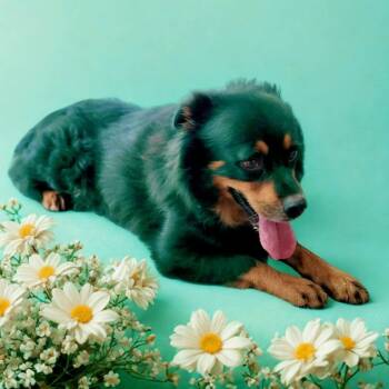 Rescue Rottweiler Dogs for Adoption in Lake Panasoffkee, Florida - Timber | PetCurious