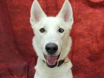 Siberian Husky Dogs Available for Adoption in Portland, Oregon - Hasta | PetCurious