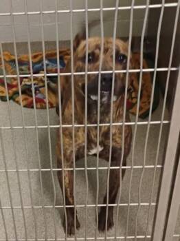 Tupac -  Mixed Breed Dog for Adoption in Fallston, Maryland - Tupac | PetCurious
