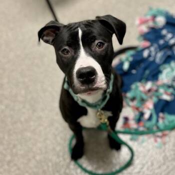 Pit Bull Terrier and Mixed Breed Dogs Available for Adoption in Wheaton, Illinois - Reggie | PetCurious