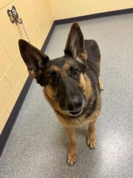 Gabbi -  Shepherd and Mixed Breed Dog for Adoption in Westland, Michigan - Gabbi | PetCurious
