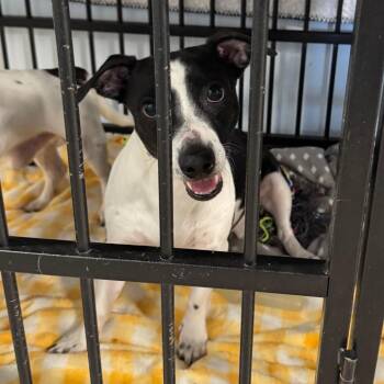 Pantaloons -  Mixed Breed and Chihuahua Dog for Adoption in Salt Lake City, Utah - Pantaloons | PetCurious
