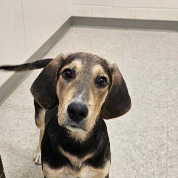 Rescue Labrador Retriever and Treeing Walker Coonhound Dogs for Adoption in Chatham, Virginia - Simon | PetCurious