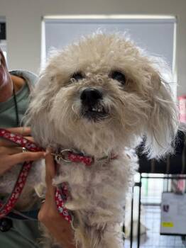 Benji -  Poodle Dog for Adoption in St. Augustine, Florida - Benji | PetCurious