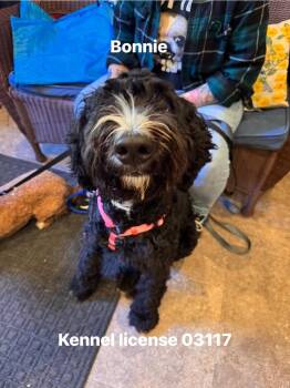 Bonnie -  Miniature Poodle and Golden Retriever Dog for Adoption in Pottsville, Pennsylvania - Bonnie | PetCurious