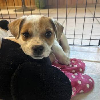 Jack Russell Terrier and Mixed Breed Dogs Available for Adoption in Merritt Island, Florida - Woody | PetCurious