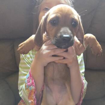 Haley -  Beagle and Chihuahua Dog for Adoption in Lynchburg, Virginia - Haley | PetCurious