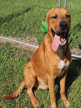 KRATOS -  Black Mouth Cur and Mixed Breed Dog for Adoption in Brunswick, Georgia - KRATOS | PetCurious