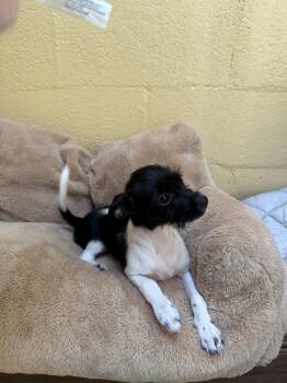 Jersey -  Cairn Terrier Dog for Adoption in Laguna Beach, California - Jersey | PetCurious
