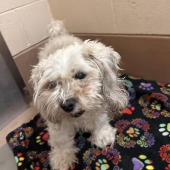 Pecan -  Lhasa Apso Dog for Adoption in Reno, Nevada - Pecan | PetCurious