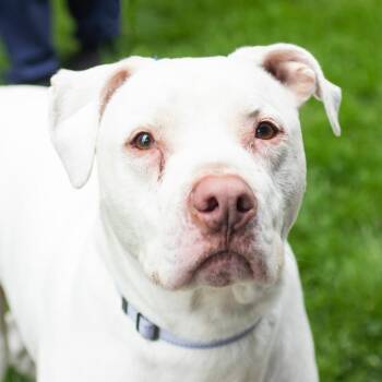 Maximus -  Mixed Breed Dog for Adoption in Middletown, Rhode Island - Maximus | PetCurious
