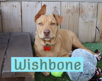 Rescue Labrador Retriever and Shar Pei Dogs for Adoption in Southlake, Texas - Wishbone | PetCurious