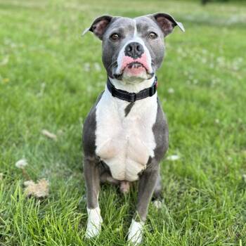 Sherman -  Pit Bull Terrier Dog for Adoption in Fargo, North Dakota - Sherman | PetCurious