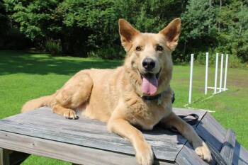 Bear -  German Shepherd Dog and Husky Dog for Adoption in Delhi, New York - Bear | PetCurious