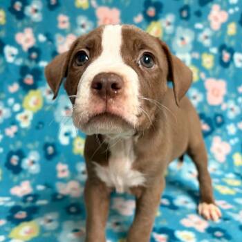 Bell -  American Bully Dog for Adoption in Waterloo, Iowa - Bell | PetCurious