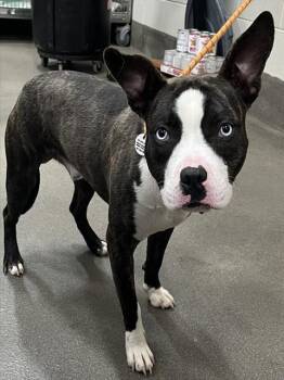 Pit Bull Terrier and Mixed Breed Dogs Available for Adoption - QUINTRELL | PetCurious